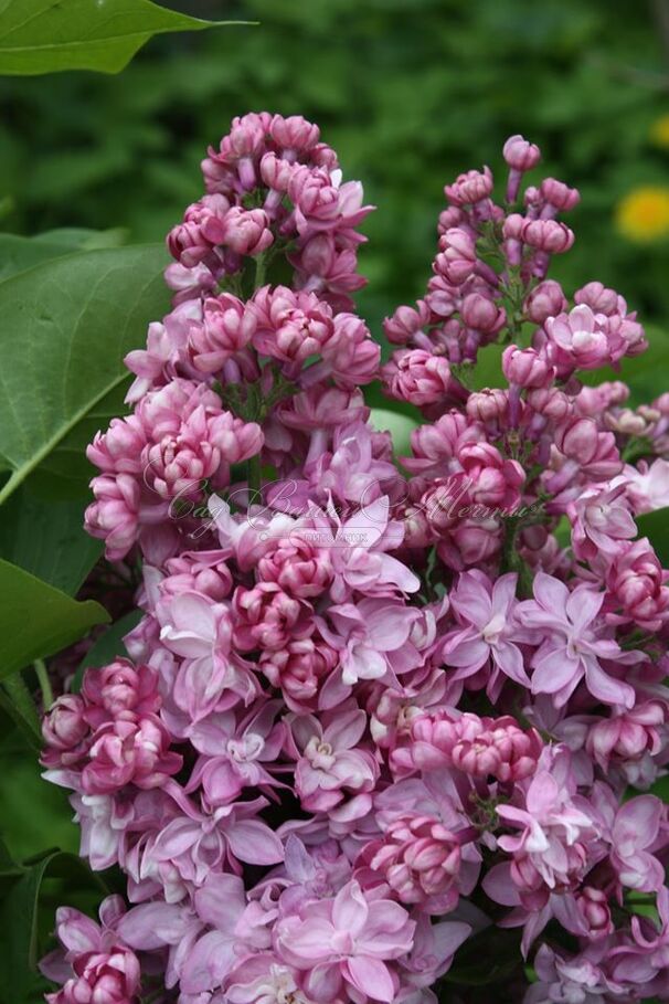 Сирень "Память о Вехове" / Syringa vulgaris "Pamyat o Vekhove" — фото 3