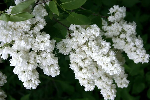 Сирень "Память о Колесникове" / Syringa vulgaris "Pamyat' o Kolesnikove" — фото 2