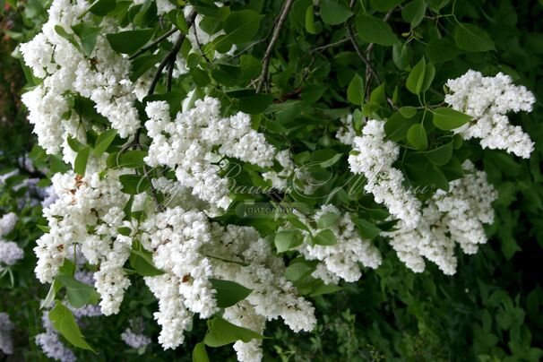 Сирень "Память о Колесникове" / Syringa vulgaris "Pamyat' o Kolesnikove" — фото 3