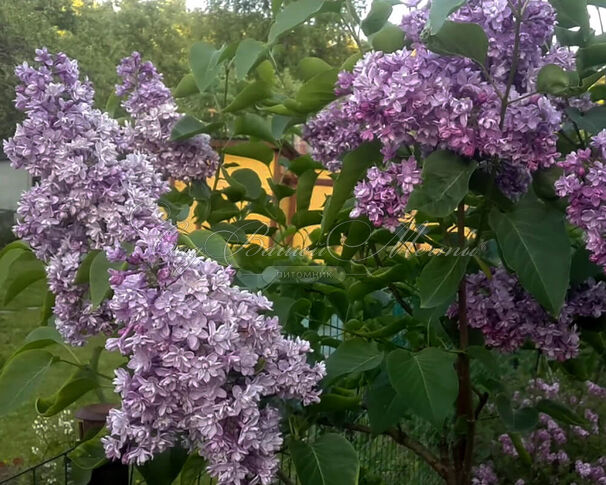 Сирень "Память о С. М. Кирове" / Syringa vulgaris "Pamyat o S. M. Kirove" — фото 2