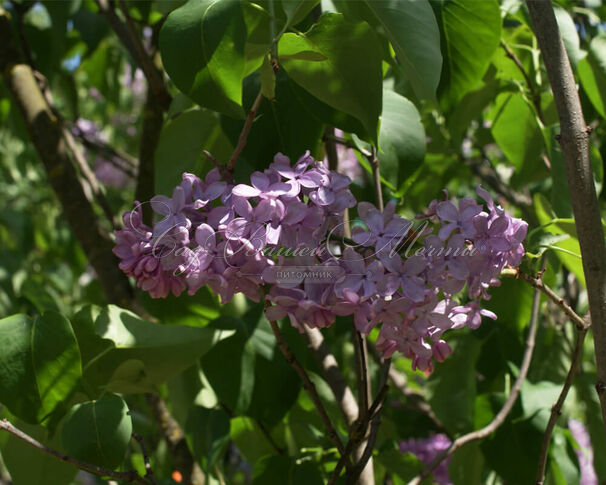 Сирень "Пирлесс пинк" / Syringa vulgaris "Peerless Pink" — фото 2