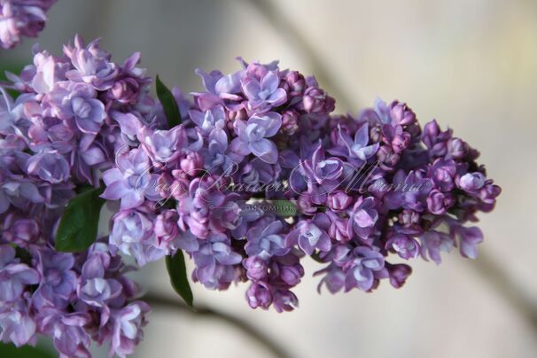 Сирень "Поль Хариот" / Syringa vulgaris "Paul Hariot" — фото 2