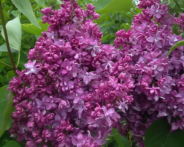 Сирень "Президент Лубе" / Syringa vulgaris "Président Loubet" — фото 2