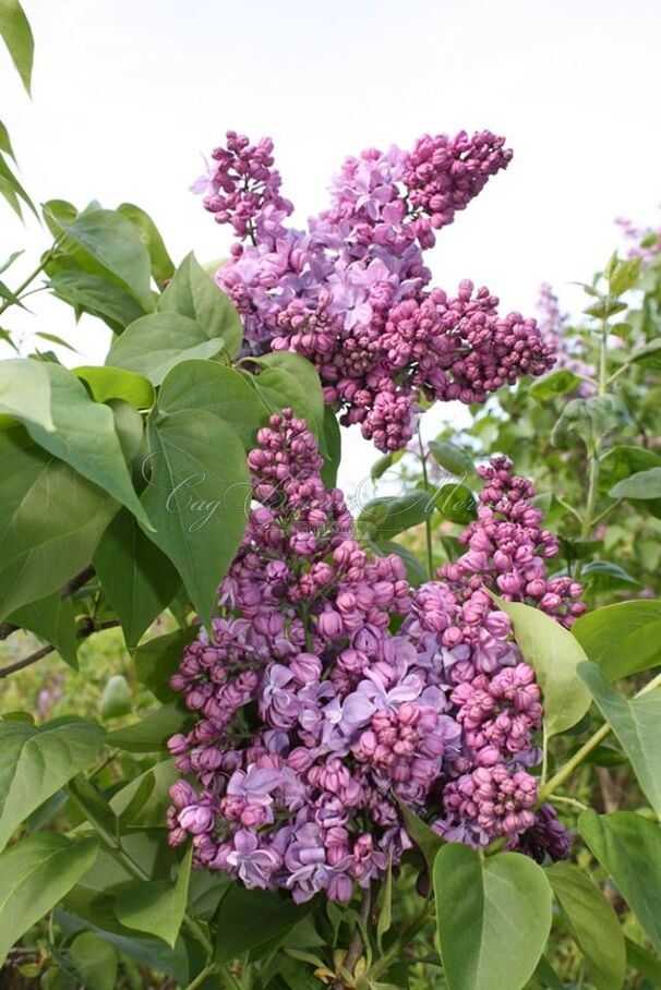 Сирень "Президент Пуанкаре" / Syringa vulgaris "Président Poincaré" — фото 2
