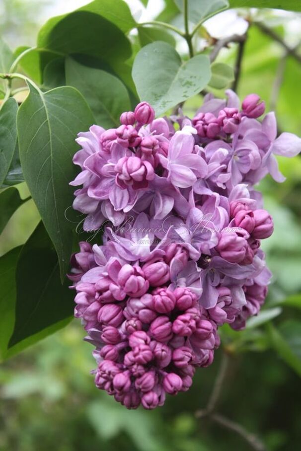 Сирень "Президент Пуанкаре" / Syringa vulgaris "Président Poincaré" — фото 3
