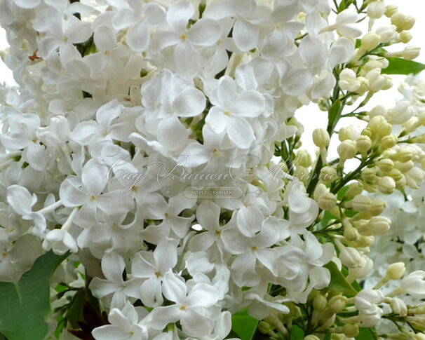 Сирень "Принцеcс Беатрикс" / Syringa vulgaris "Prinses Beatrix" — фото 2