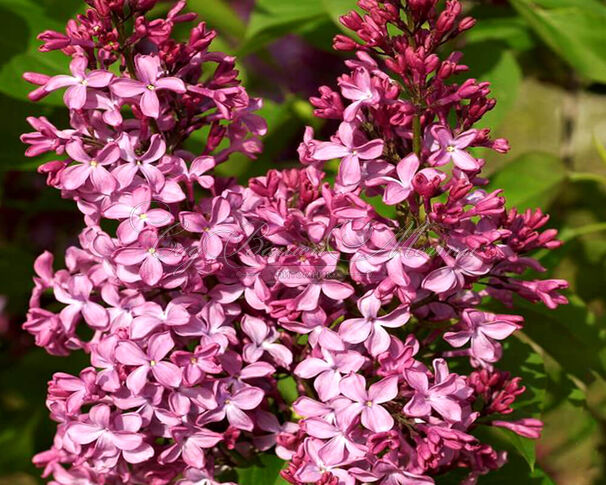 Сирень "Принцес Стурдза" / Syringa vulgaris "Princesse Sturdza" — фото 2