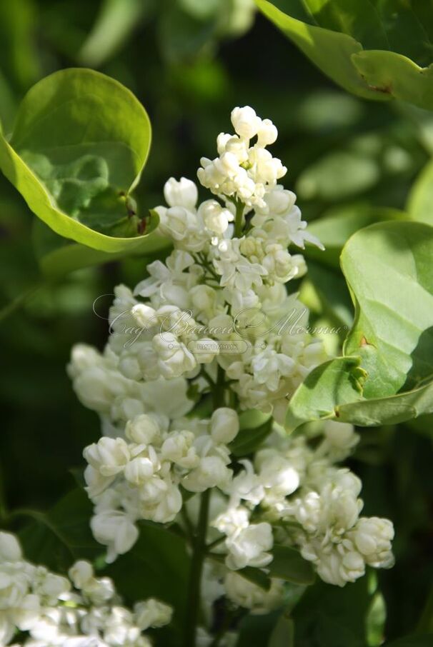 Сирень "Принцесс Клементина" / Syringa vulgaris "Princesse Clementine" — фото 2
