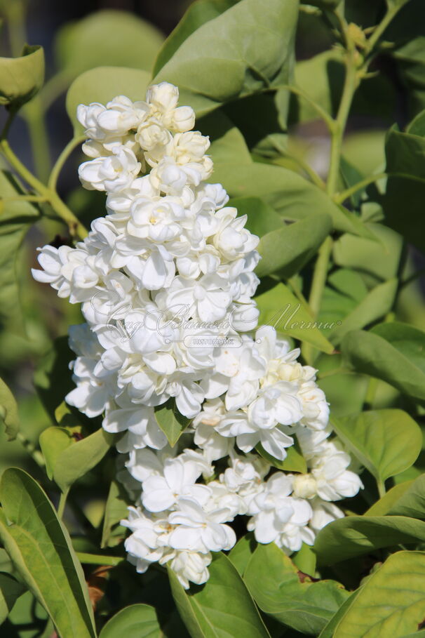 Сирень "Принцесс Клементина" / Syringa vulgaris "Princesse Clementine" — фото 3