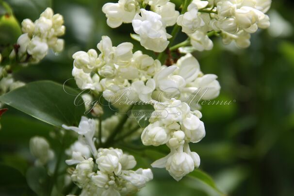 Сирень "Принцесс Клементина" / Syringa vulgaris "Princesse Clementine" — фото 4
