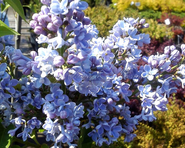 Сирень "Профессор Гуссер" / Syringa vulgaris "Professor Hoser" — фото 2