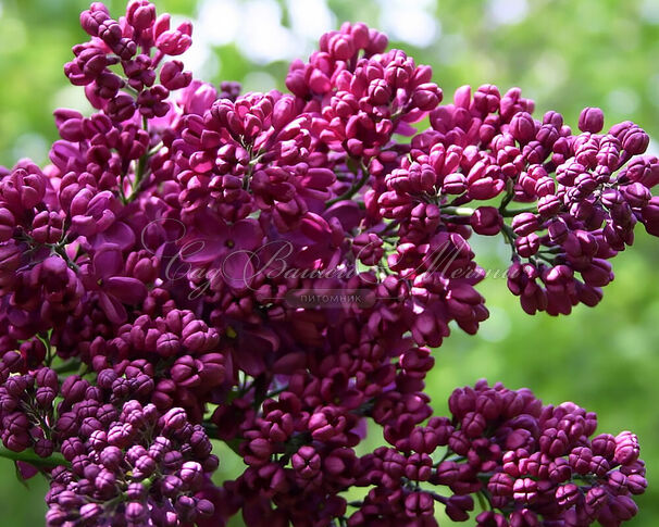 Сирень "Радж Капур" / Syringa vulgaris "Radzh Kapur" — фото 2