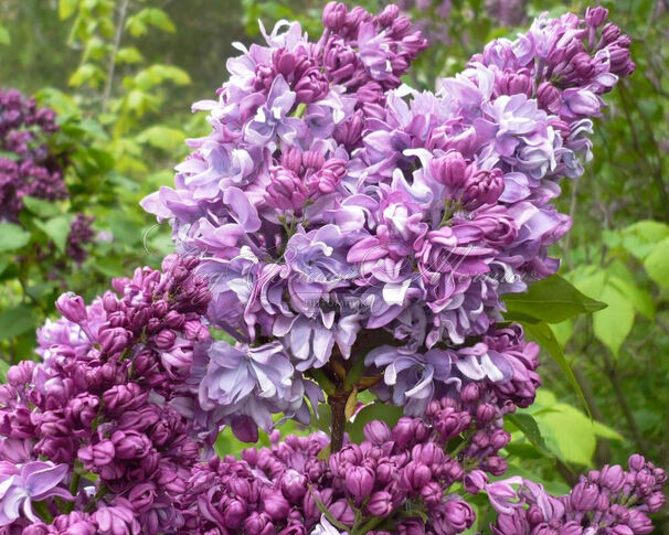 Сирень "Розовая Пирамида" / Syringa vulgaris "Rozovaya Piramida" — фото 2