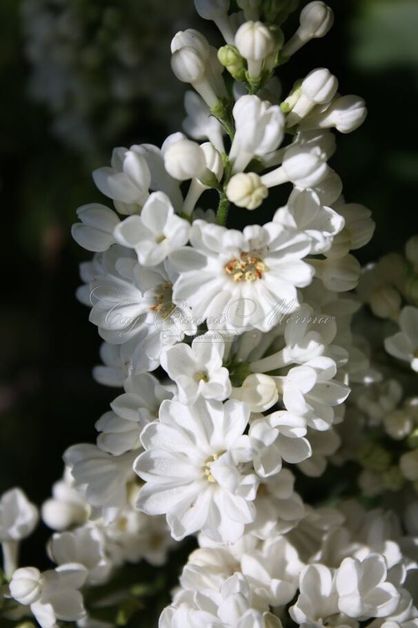 Сирень "Рочестер" / Syringa vulgaris "Rochester" — фото 2