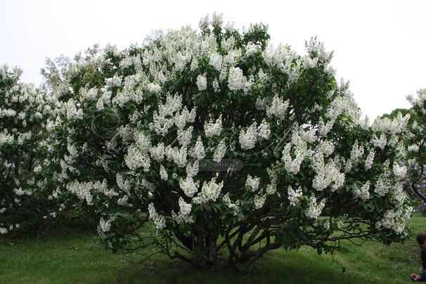 Сирень "Рочестер" / Syringa vulgaris "Rochester" — фото 3