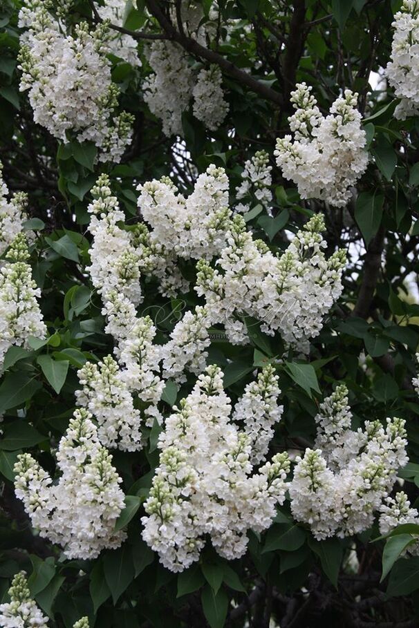 Сирень "Рочестер" / Syringa vulgaris "Rochester" — фото 5