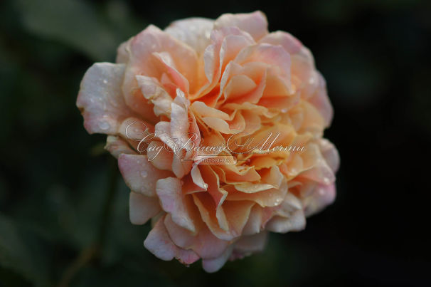Роза Caramella (Карамелла) — фото 2