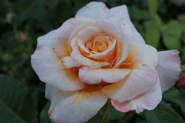 Роза Caramella (Карамелла) — фото 4