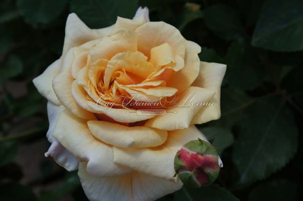 Роза Caramella (Карамелла) — фото 5