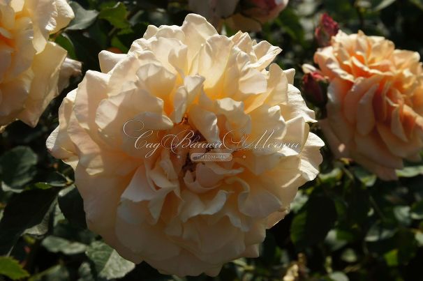 Роза Caramella (Карамелла) — фото 8