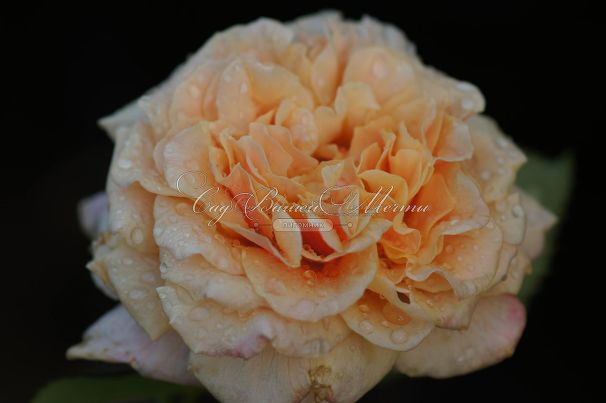 Роза Caramella (Карамелла) — фото 11