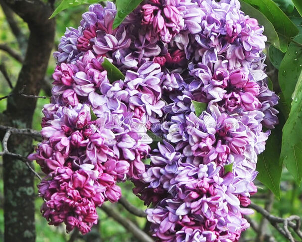 Сирень "Салават Юлаев" / Syringa vulgaris "Salavat Yulaev" — фото 2