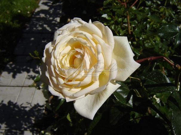 Роза Catalina (Каталина) — фото 2