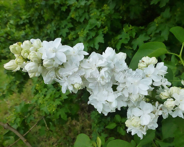 Сирень "Сент Маргарет" / Syringa vulgaris "Saint Margaret" — фото 2