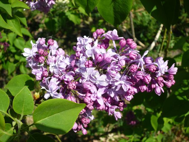 Сирень "Тадеуш Косцюшко" / Syringa vulgaris "Tadeusz Kosciousko" — фото 2