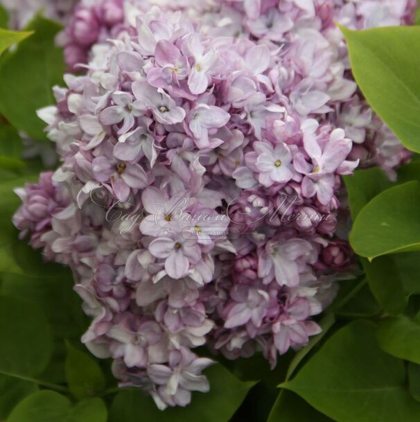 Сирень "Тарас Бульба" / Syringa vulgaris "Taras Bul'ba" — фото 3