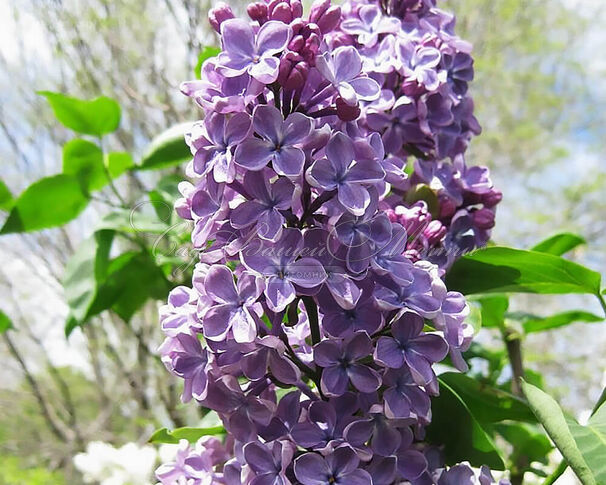 Сирень "Флауэр сити" / Syringa vulgaris "Flower City" — фото 2