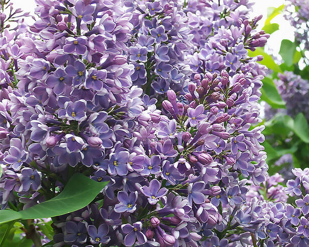Сирень "Флауэр сити" / Syringa vulgaris "Flower City" — фото 3