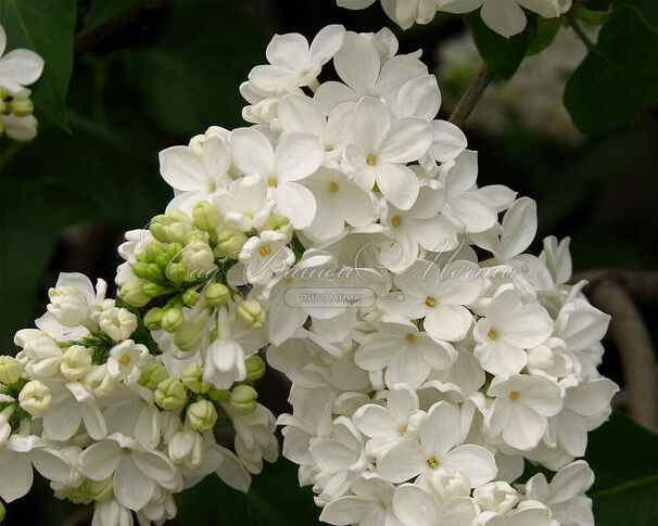 Сирень "Флора 1953" / Syringa vulgaris "Flora 1953" — фото 2