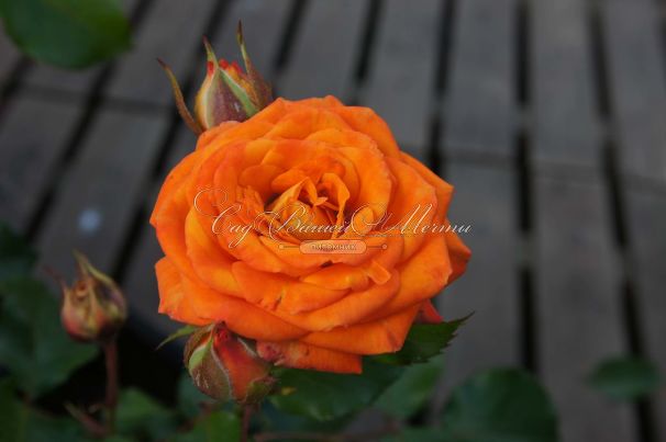 Роза Orange Sensation (Оранж Сенсейшн)  — фото 2