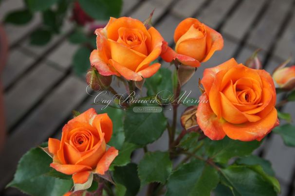Роза Orange Sensation (Оранж Сенсейшн)  — фото 3
