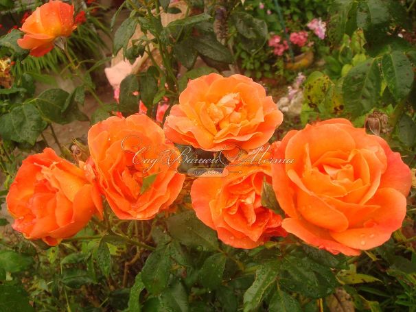 Роза Orange Sensation (Оранж Сенсейшн)  — фото 4