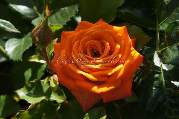Роза Orange Sensation (Оранж Сенсейшн)  — фото 5