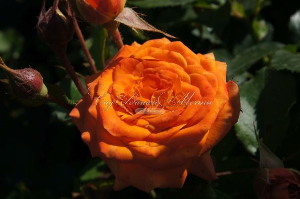 Роза Orange Sensation (Оранж Сенсейшн)  — фото 6