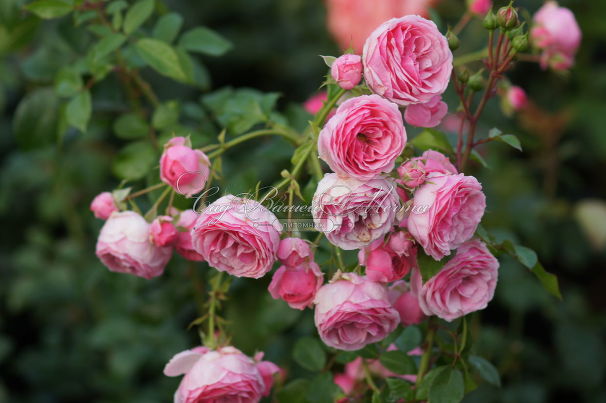 Роза Pomponella (Помпонелла) — фото 3
