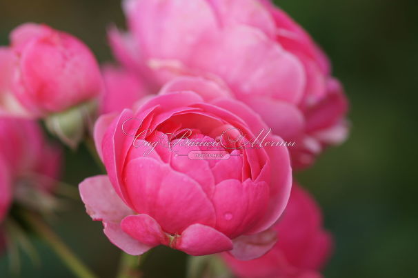 Роза Pomponella (Помпонелла) — фото 4