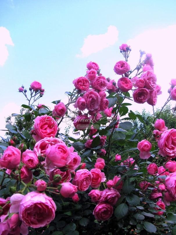 Роза Pomponella (Помпонелла) — фото 6