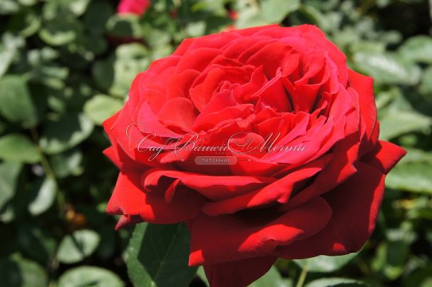 Роза Red Queen (Ред Куин)  — фото 5