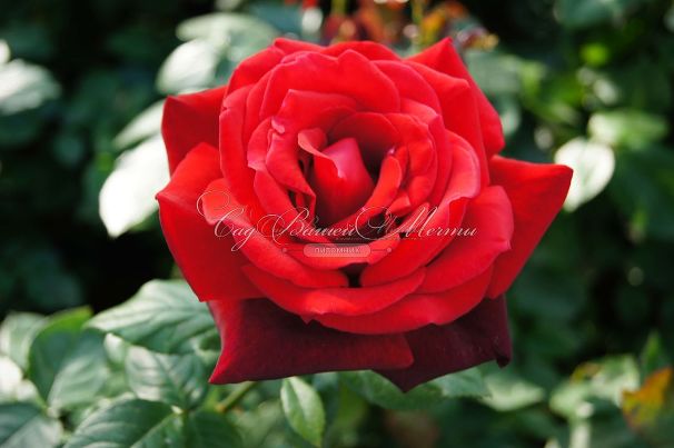 Роза Red Queen (Ред Куин)  — фото 7