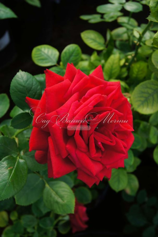 Роза Red Queen (Ред Куин)  — фото 9