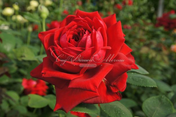 Роза Red Queen (Ред Куин)  — фото 12