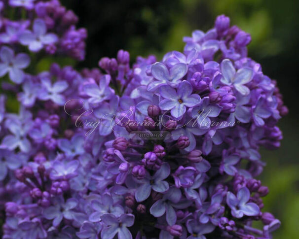 Сирень "Фюрст Бюлов" / Syringa vulgaris "Fürst Bülow" — фото 2