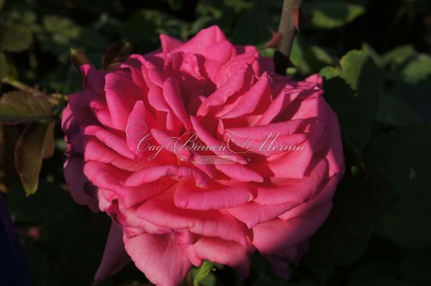Роза Super Excelsa (Супер Эксельза) — фото 12