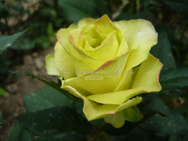 Роза Super green (Супер грин)  — фото 2