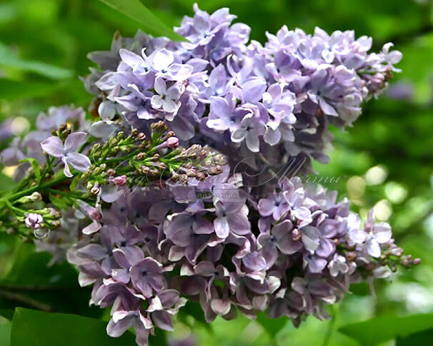 Сирень "Школьница" / Syringa vulgaris "Shkol'nitsa" — фото 2