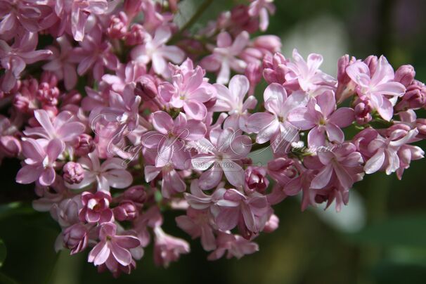 Сирень "Эдвард Дж. Гарденер" / Syringa vulgaris "Edward J. Gardener" — фото 2